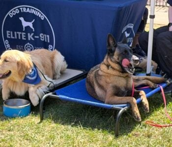 Bark in the Park – Bay Village, Ohio